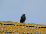 SX06896 Jackdaw (Corvus monedula) on farm shed roof.jpg